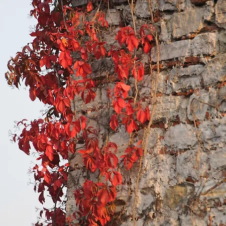 Megara Palace - Old איסטמבול